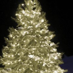 The December issue of IMPACT