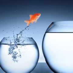 Feedforward: feedback that works
