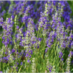 Respect Begets Respect